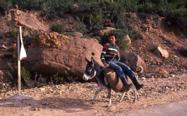 Donkey Transport  - Tangier 1985