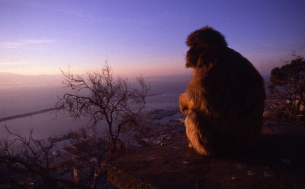 Barbary Macaque - Gibraltar 1987