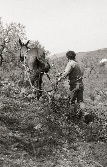 Mule plough - Cómpeta - Spain 1987