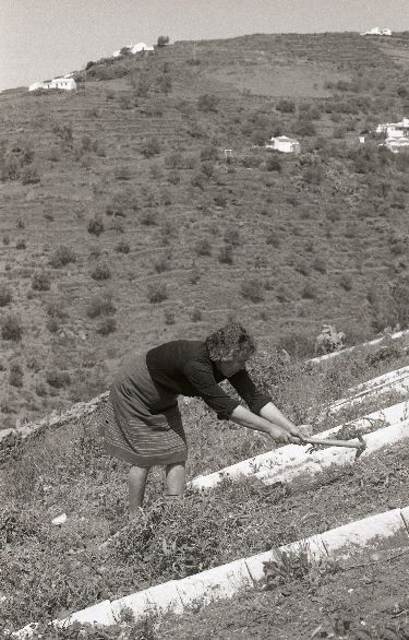 Clearing raisin drying bed - Cómpeta - Spain 1987