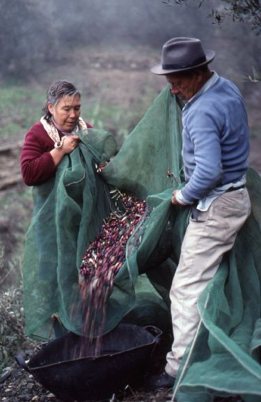 Olive Harvesters - Cómpeta - Spain 1987