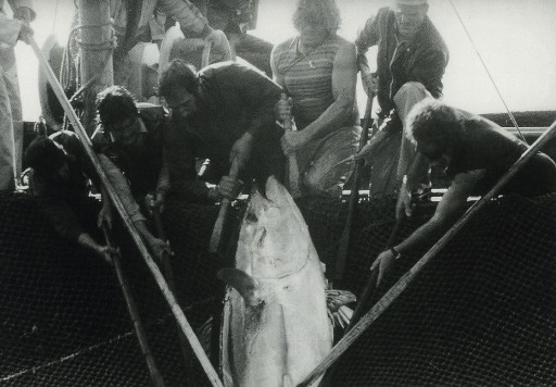 Tuna Slaughter -  Sicily 1984